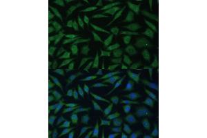 Immunofluorescence analysis of L929 cells using REXO2 Polyclonal Antibody (ABIN7269955) at dilution of 1:100 (40x lens).