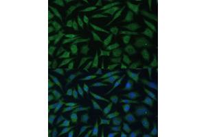 Immunofluorescence analysis of L929 cells using REXO2 Polyclonal Antibody (ABIN7269955) at dilution of 1:100 (40x lens). (REXO2 anticorps  (AA 26-237))