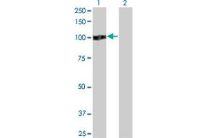 Western Blot analysis of ZHX2 expression in transfected 293T cell line by ZHX2 monoclonal antibody (M01A), clone 5E2. (ZHX2 anticorps  (AA 691-788))