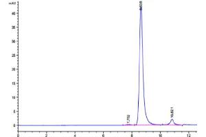 The purity of Human IDH1 is greater than 95 % as determined by SEC-HPLC.