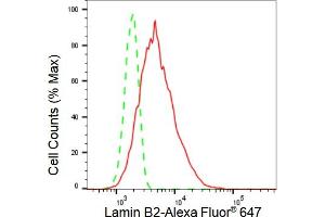 Flow cytometric analysis of Lamin B2 expression in HT- cells using Lamin B2 antibody (ABIN7799233), 1:2,000). (Recombinant Lamin B2 anticorps)