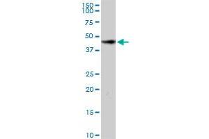 HOMER2 MaxPab rabbit polyclonal antibody. (HOMER2 anticorps  (AA 1-343))