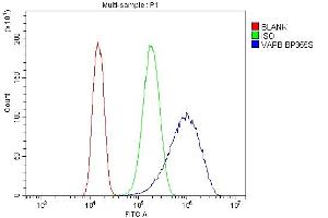 Flow Cytometry analysis of CACO-2 cells using anti-VAPB antibody (ABIN5693292). (VAPB anticorps  (AA 2-55))