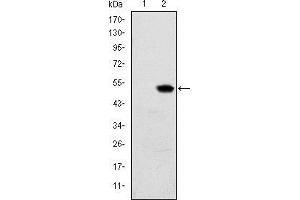 Western blot analysis using RBP4 mAb against HEK293 (1) and RBP4(AA: 1-201)-hIgGFc transfected HEK293 (2) cell lysate. (RBP4 anticorps)