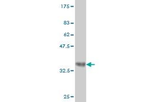 Western Blot detection against Immunogen (34.