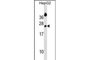 GINS2 Antibody (Center) (ABIN1538682 and ABIN2850238) western blot analysis in HepG2 cell line lysates (35 μg/lane). (GINS2 anticorps  (AA 90-119))