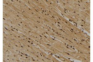 ABIN6273670 at 1/100 staining Rat heart tissue by IHC-P.