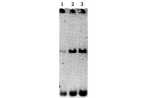 Lanes 1-3 contained ARNTL immunoprecipitated DNA (60, 40 & 20 uL of antisera respectively).