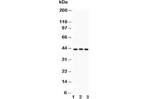 Western blot testing of CREB antibody and Lane 1:  rat thymus;  2: rat brain;  3: human HT1080 lysate (CREB1 anticorps  (AA 1-177))