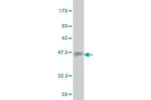 Western Blot detection against Immunogen (37.