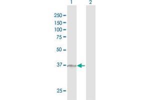 Western Blot analysis of MAN1A1 expression in transfected 293T cell line by MAN1A1 MaxPab polyclonal antibody.
