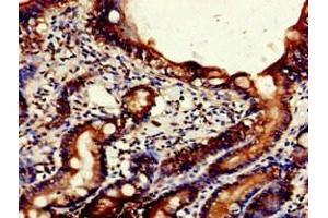 Immunohistochemistry of paraffin-embedded human small intestine tissue using ABIN7161410 at dilution of 1:100 (NPSR1 anticorps  (AA 1-52))
