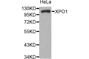 Western blot analysis of extracts of HeLa cell line, using XPO1 antibody. (XPO1 anticorps)
