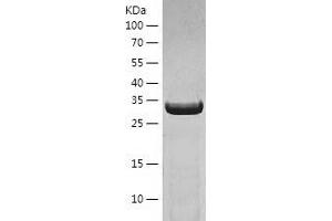 Western Blotting (WB) image for Aldo-Keto Reductase Family 7, Member A3 (Aflatoxin Aldehyde Reductase) (AKR7A3) (AA 1-331) protein (His-IF2DI Tag) (ABIN7121787)
