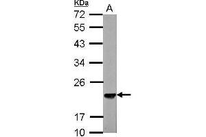 WB Image Sample (30 ug of whole cell lysate) A: NIH-3T3 12% SDS PAGE antibody diluted at 1:3000 (SKP1 anticorps)