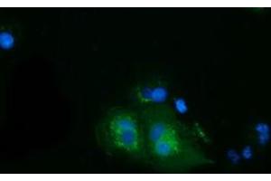 Anti-HSPA6 mouse monoclonal antibody (ABIN2453153) immunofluorescent staining of COS7 cells transiently transfected by pCMV6-ENTRY HSPA6 (RC207795).