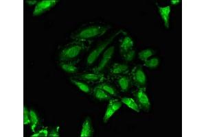 Immunofluorescent analysis of Hela cells using ABIN7162562 at dilution of 1:100 and Alexa Fluor 488-congugated AffiniPure Goat Anti-Rabbit IgG(H+L)