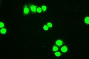 Immunofluorescent staining of HT29 cells using anti-HHex mouse monoclonal antibody (ABIN2452235). (HHEX anticorps  (AA 100-270))