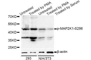 Western blot analysis of extracts of 293 and NIH/3T3 cells, using Phospho-MAP2K1-S298 antibody (ABIN5969913) at 1/1000 dilution. (MEK1 anticorps  (pSer297))