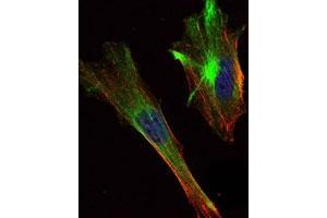 Immunofluorescence analysis of HeLa cells using CRTC2 monoclonal antibody, clone 5B10  (green) .