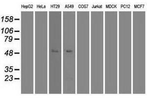 Image no. 7 for anti-Myc Proto-Oncogene protein (MYC) antibody (ABIN1497013) (c-MYC anticorps)