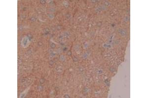 IHC-P analysis of Rat Tissue, with DAB staining. (Coagulation Factor IX anticorps  (AA 61-263))
