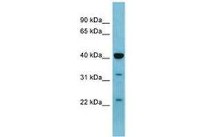 Image no. 1 for anti-Mitogen-Activated Protein Kinase 3 (MAPK3) (AA 251-300) antibody (ABIN6741660) (ERK1 anticorps  (AA 251-300))