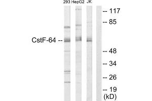 Western Blotting (WB) image for anti-Cleavage Stimulation Factor, 3' Pre-RNA, Subunit 2, 64kDa (CSTF2) (N-Term) antibody (ABIN1849326) (CSTF2 anticorps  (N-Term))