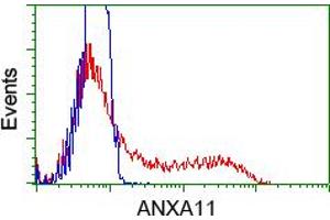 Flow Cytometry (FACS) image for anti-Annexin A11 (ANXA11) antibody (ABIN1496647) (Annexin A11 anticorps)