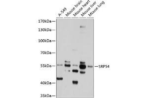 Western blot analysis of extracts of various cell lines, using SRP54 antibody (ABIN1682884, ABIN3018580, ABIN3018581 and ABIN6220502) at 1:1000 dilution. (SRP54 anticorps  (AA 196-455))