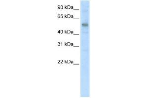 WB Suggested Anti-KLF10 Antibody Titration:  5. (KLF10/TIEG1 anticorps  (C-Term))