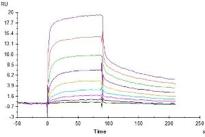 Human FcRn, His Tag captured on CM5 Chip via Anti-His Antibody can bind Human IgG4 Fc, No Tag with an affinity constant of 1.