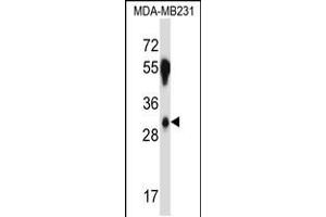Western blot analysis in MDA-MB231 cell line lysates (35ug/lane). (SFRS2B anticorps  (N-Term))