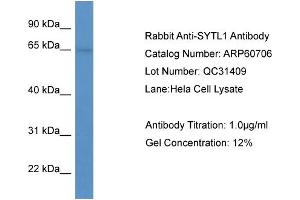 WB Suggested Anti-SYTL1  Antibody Titration: 0. (SYTL1 anticorps  (N-Term))