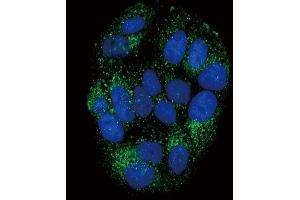 Confocal immunofluorescent analysis of PYY Antibody (C-term) (ABIN651296 and ABIN2840175) with MCF-7 cell followed by Alexa Fluor?