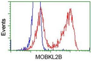 HEK293T cells transfected with either RC205977 overexpress plasmid (Red) or empty vector control plasmid (Blue) were immunostained by anti-MOBKL2B antibody (ABIN2453321), and then analyzed by flow cytometry. (MOBKL2B anticorps)
