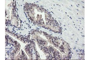 Image no. 2 for anti-F-Box Protein 42 (FBXO42) (AA 356-717) antibody (ABIN1491449) (FBXO42 anticorps  (AA 356-717))