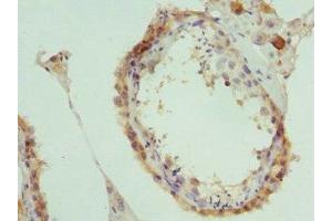 Immunohistochemistry of paraffin-embedded human testis tissue using ABIN7160326 at dilution of 1:100