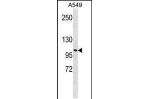 Western blot analysis in A549 cell line lysates (35ug/lane). (LOXL2 anticorps  (C-Term))