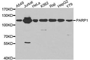 Western blot analysis of extracts of Jurkat cell line, using PARP1 antibody. (PARP1 anticorps  (AA 150-250))