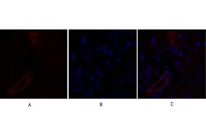 Immunofluorescence analysis of human liver tissue. (Claudin 5 anticorps  (AA 140-220))