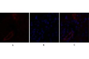 Immunofluorescence analysis of human liver tissue. (Claudin 5 anticorps  (AA 140-220))