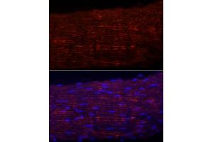 Immunofluorescence analysis of Rat colon using CTSC antibody (ABIN7267936) at dilution of 1:100 (40x lens). (ITGA5 anticorps)
