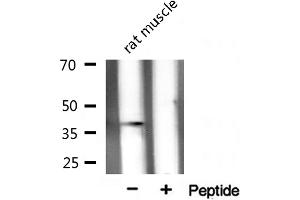 Western blot analysis on rat muscle tissue lysate using XRCC3 Antibody