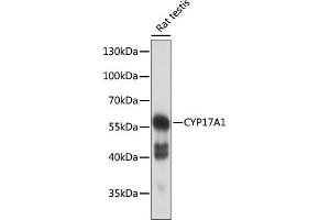Western blot analysis of extracts of rat testis, using CYP17 antibody (3968) at 1:500 dilution. (CYP17A1 anticorps  (AA 209-508))