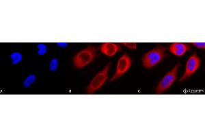 Immunocytochemistry/Immunofluorescence analysis using Rabbit Anti-Hsp90 beta Polyclonal Antibody . (HSP90AB1 anticorps  (APC))