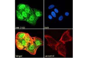 (ABIN190809) Immunofluorescence analysis of paraformaldehyde fixed U2OS cells, permeabilized with 0. (CHD5 anticorps  (Internal Region))