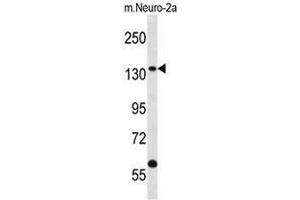 CNTROB Antibody (Center) western blot analysis in mouse Neuro-2a cell line lysates (35µg/lane). (CNTROB anticorps  (Middle Region))