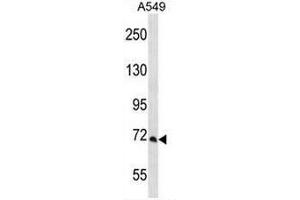 PCCA Antibody (Center) western blot analysis in A549 cell line lysates (35µg/lane). (PCCA anticorps  (Middle Region))