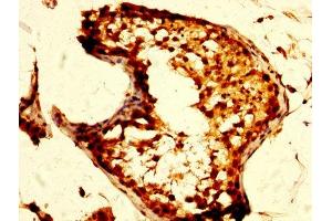 IHC image of ABIN7160273 diluted at 1:500 and staining in paraffin-embedded human testis tissue performed on a Leica BondTM system.
